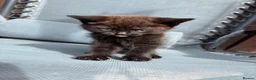 Mixed Breed cats for sale: 4 beautiful little kittens  - Advert 5