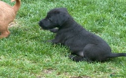 Mixed Breed dogs for sale: Working Lakeland x Patterdale  - Image 7
