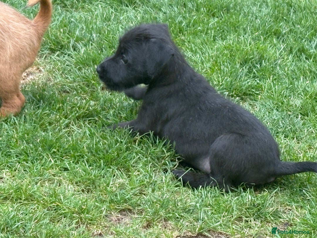 Mixed Breed dogs for sale: Working Lakeland x Patterdale  - Image 7