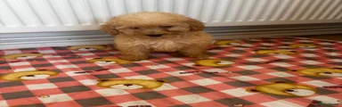 Toy Poodle Puppy 3