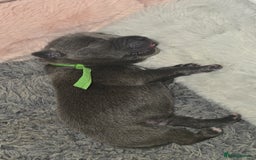 Staffordshire Bull Terrier dogs for sale: Staffordshire bull terrier  - Advert 35