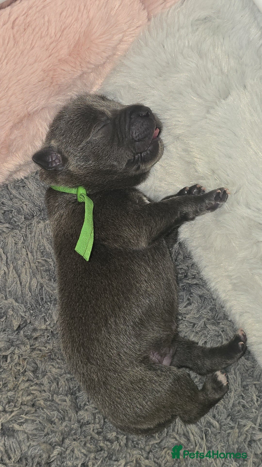 Staffordshire Bull Terrier dogs for sale: Staffordshire bull terrier  - Advert 35