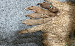 Australian Labradoodle dogs for sale: 5* Health tested Australian labradoodles  - Image 27