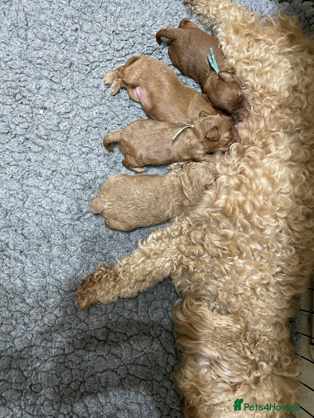 Australian Labradoodle dogs for sale: 5* Health tested Australian labradoodles  - Image 27