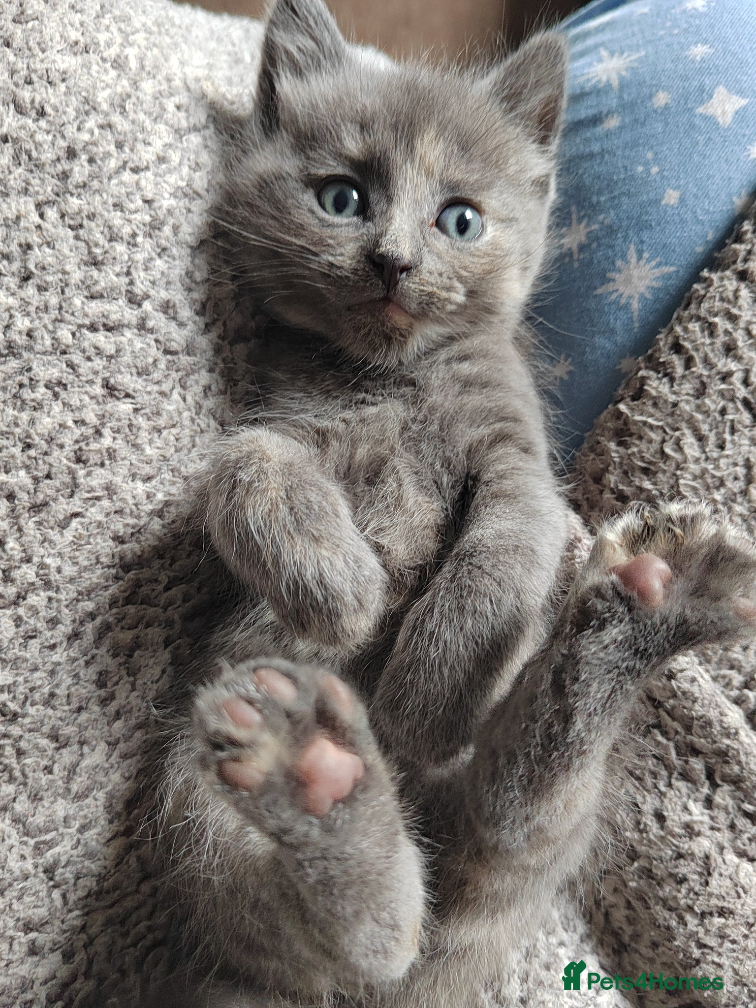 Mixed Breed cats for sale: Beautiful grey, tortoiseshell, black kittens in Wakefield - Advert 14