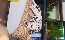 Dalmatian dogs for stud: Kc Baer tested studs available proven in Bedford - Image 7