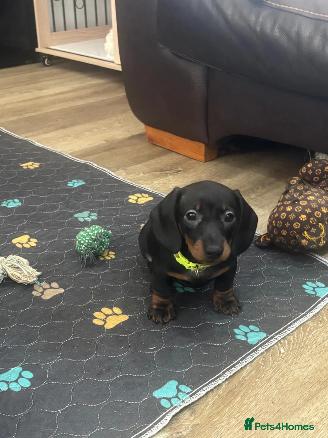 Dachshund dogs for sale: One charming little boy left!! 💚 - Advert 1