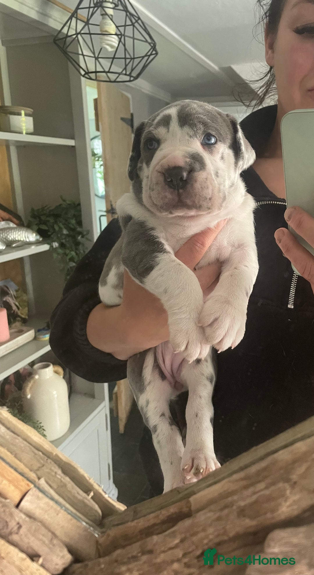 Mastiff dogs for sale: Mastiff pups  - Image 21