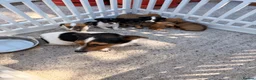 Jack Russell dogs for sale: Jack Russell puppies  - Advert 4
