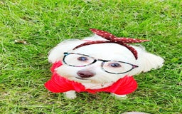 Maltese dogs for sale: Bichonul Maltese - Image 6