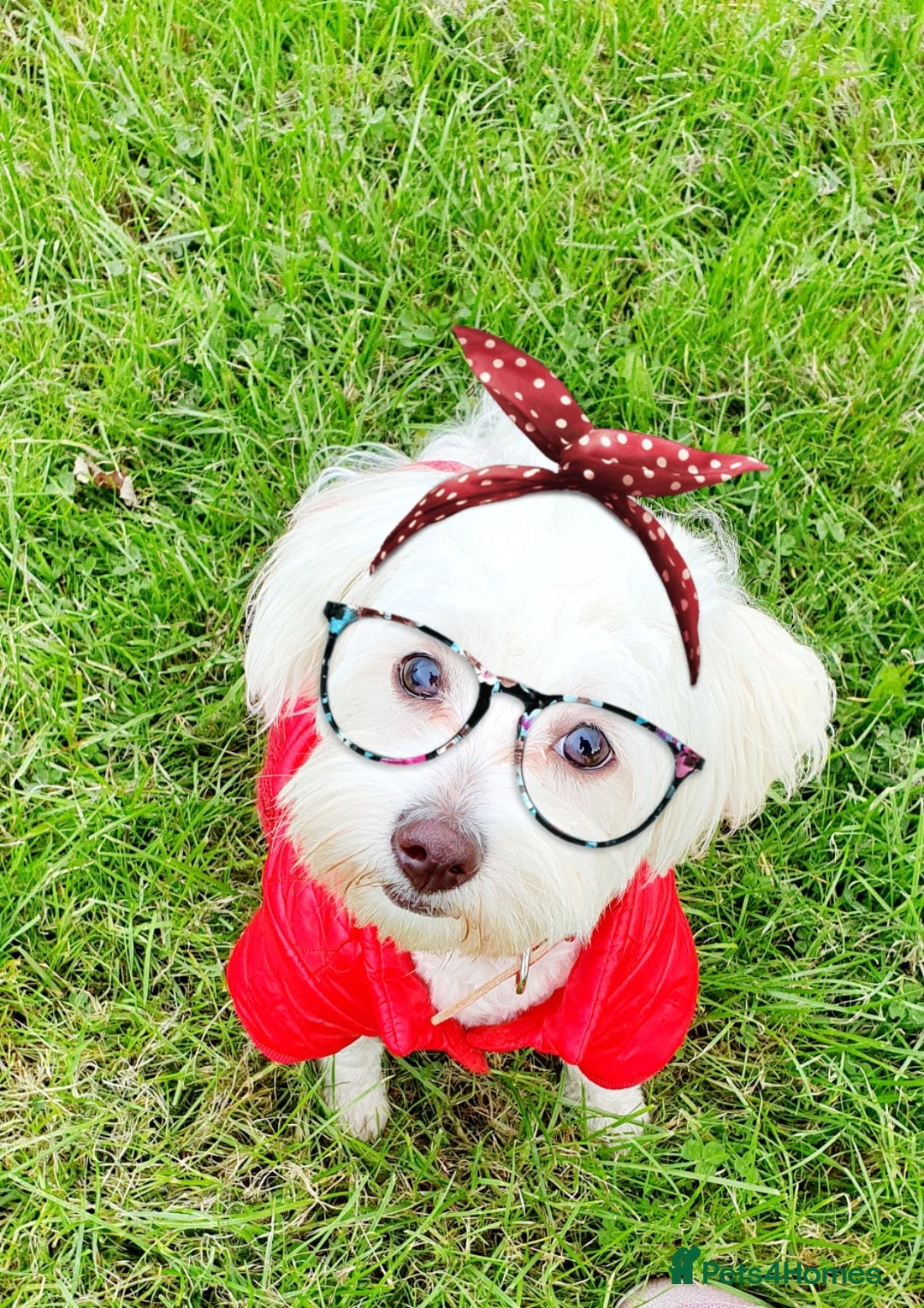 Maltese dogs for sale: Bichonul Maltese - Image 6
