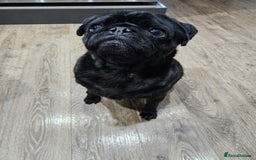 Pug dogs for sale: Milo  - Image 2