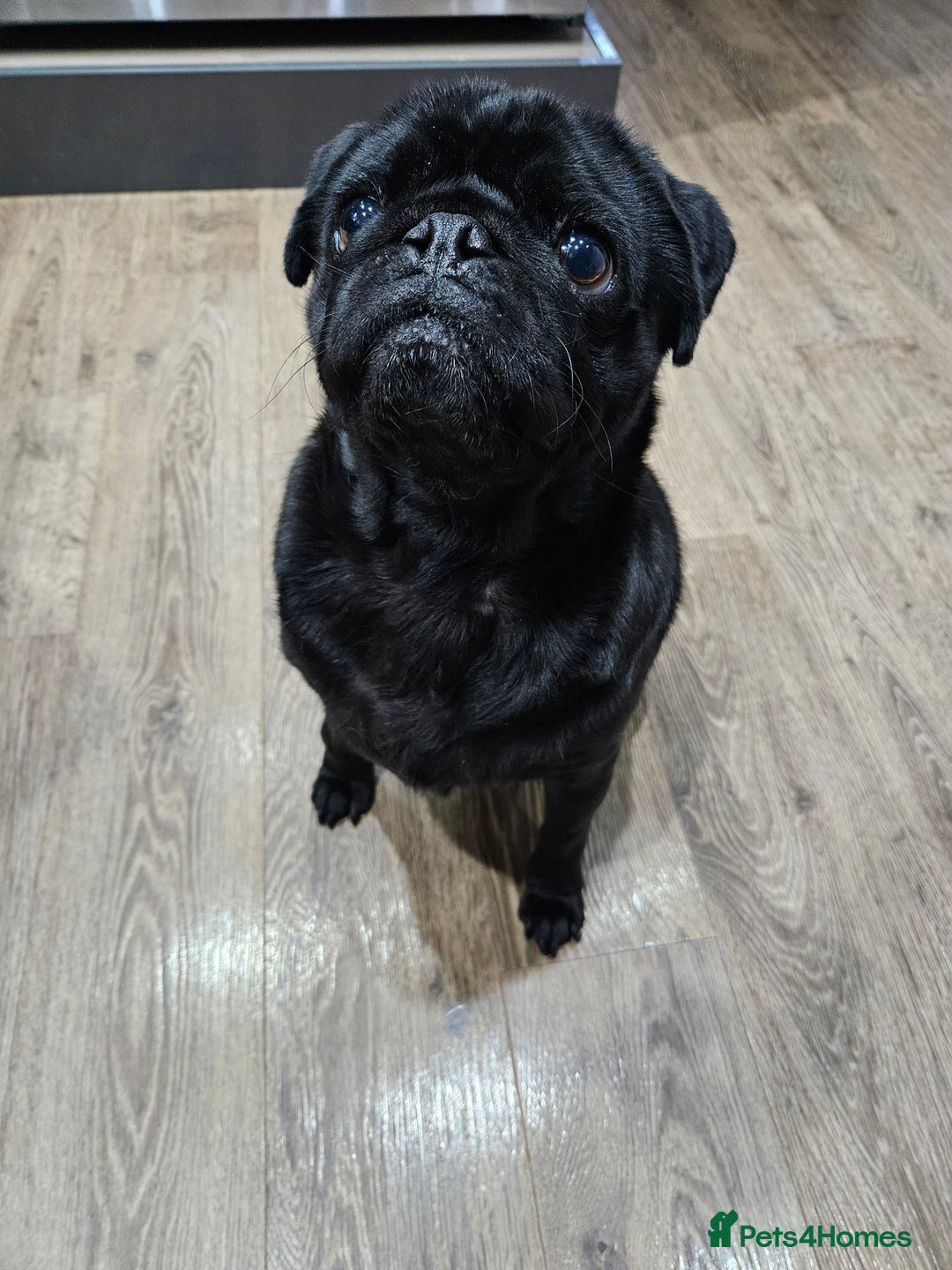 Pug dogs for sale: Milo  - Image 2