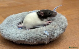 Rat rodents for sale: 4 male rats  - Image 2