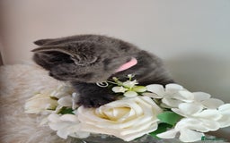 British Shorthair cats for sale: Beautiful pedigree bsh babies  - Image 7