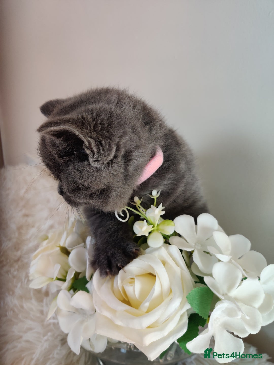 British Shorthair cats for sale: Beautiful pedigree bsh babies  - Image 7
