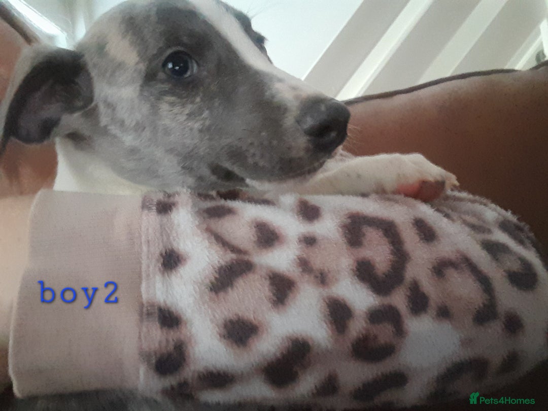 Whippet dogs for sale: Beautiful whippet puppies  - Advert 11