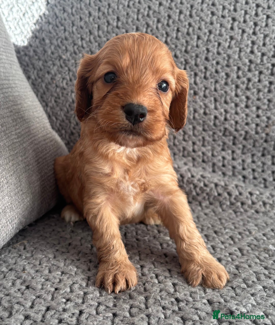 Cockapoo dogs for sale: F1 Cockapoo puppies  - Image 14
