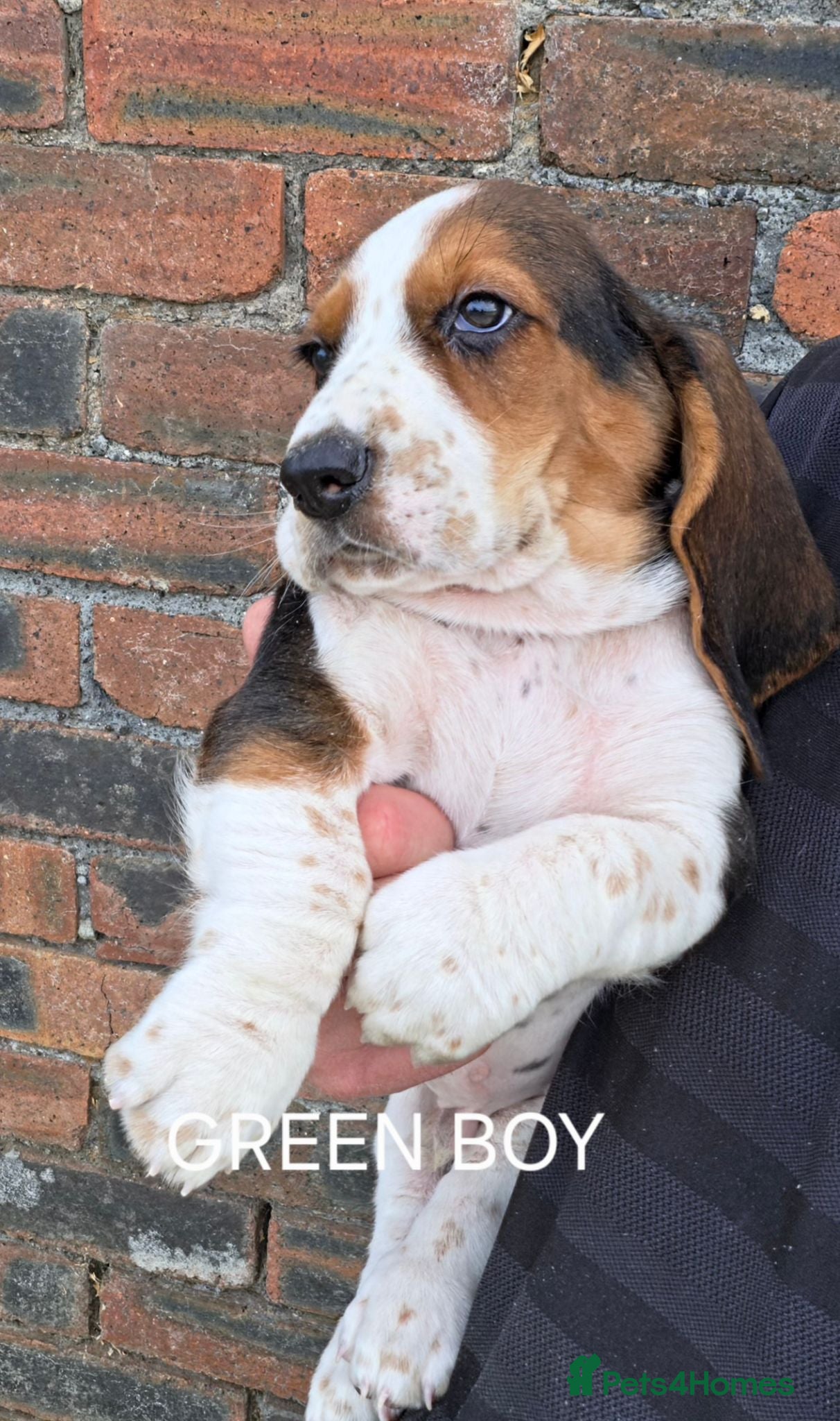 Basset Hound dogs KC BASSET HOUND PUPPIES FROM HEALTH TESTED PARENTS - Advert 2