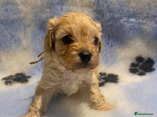 Cavapoo dogs Only green color left — 5 apricot cavapoo puppies - Advert 7