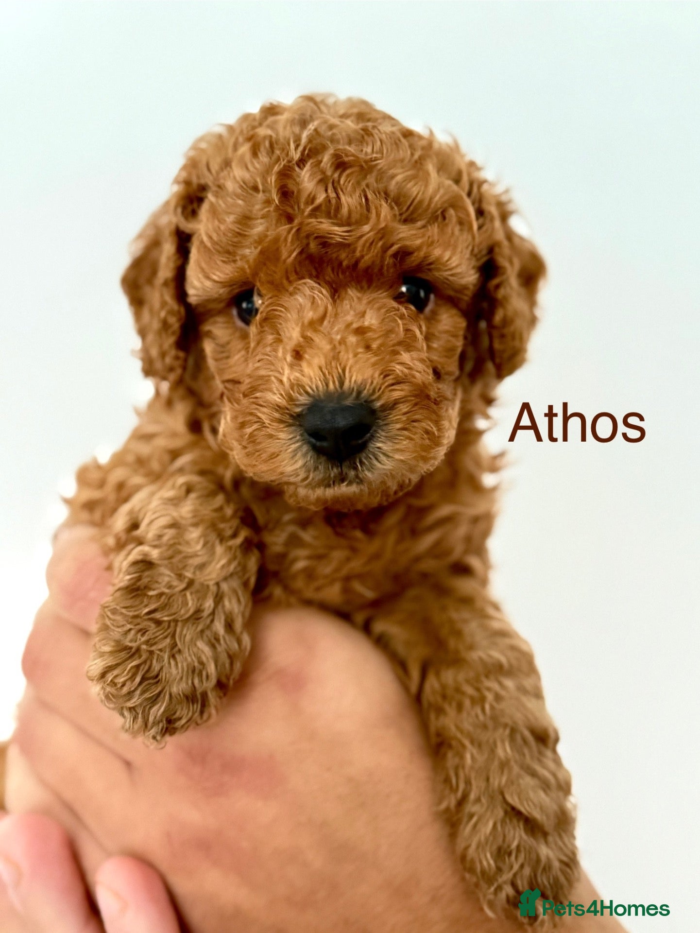 Toy Poodle dogs KC registered/5GEN Pedigree/Champion line/DNAclear - Advert 2
