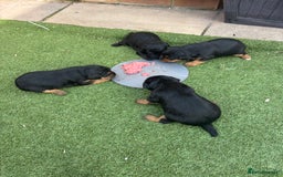 Patterdale Terrier dogs for sale: ❤️❤️Rosie & bobs litter ❤️❤️ - Image 13