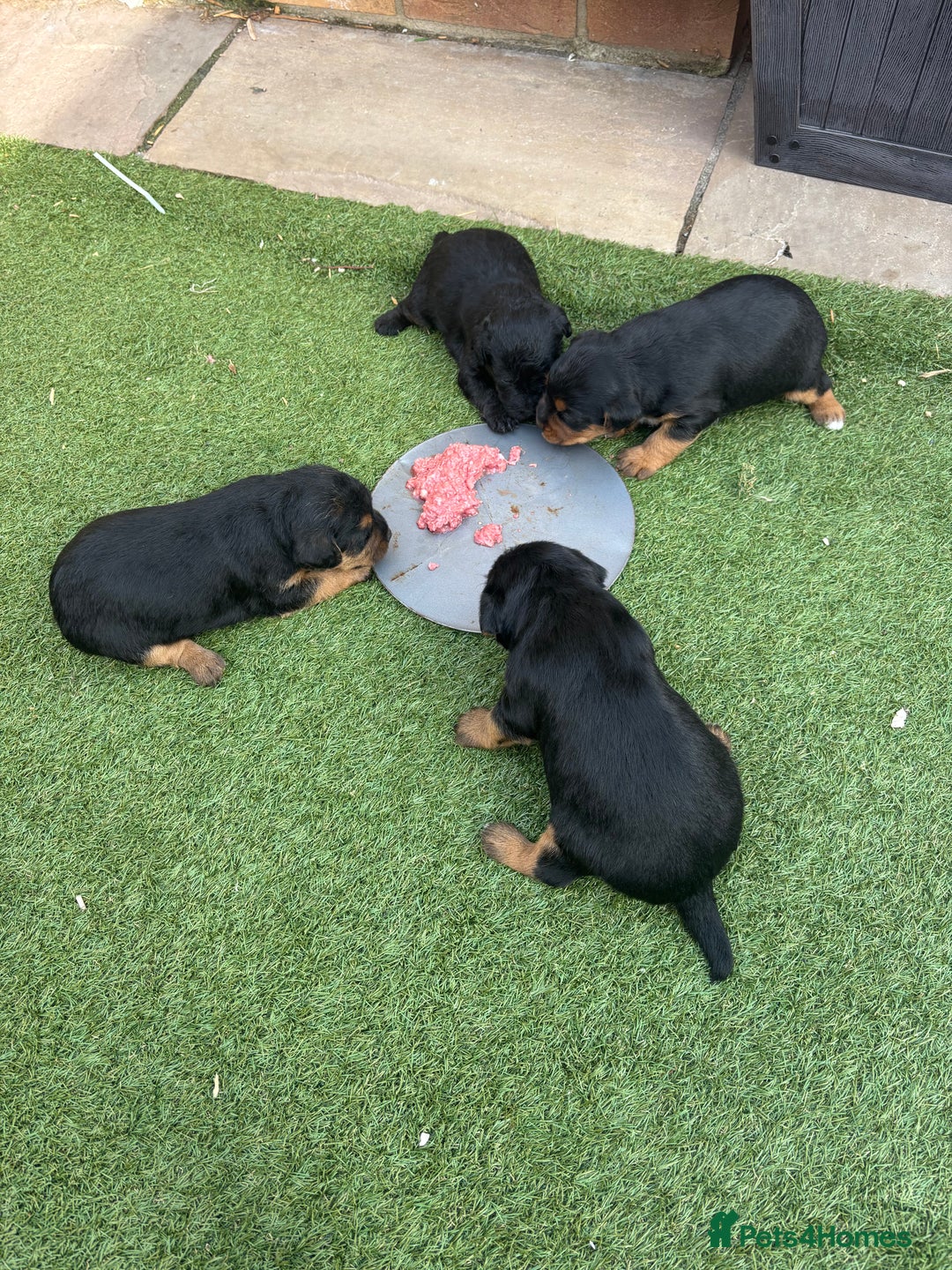 Patterdale Terrier dogs for sale: ❤️❤️Rosie & bobs litter ❤️❤️ - Image 13