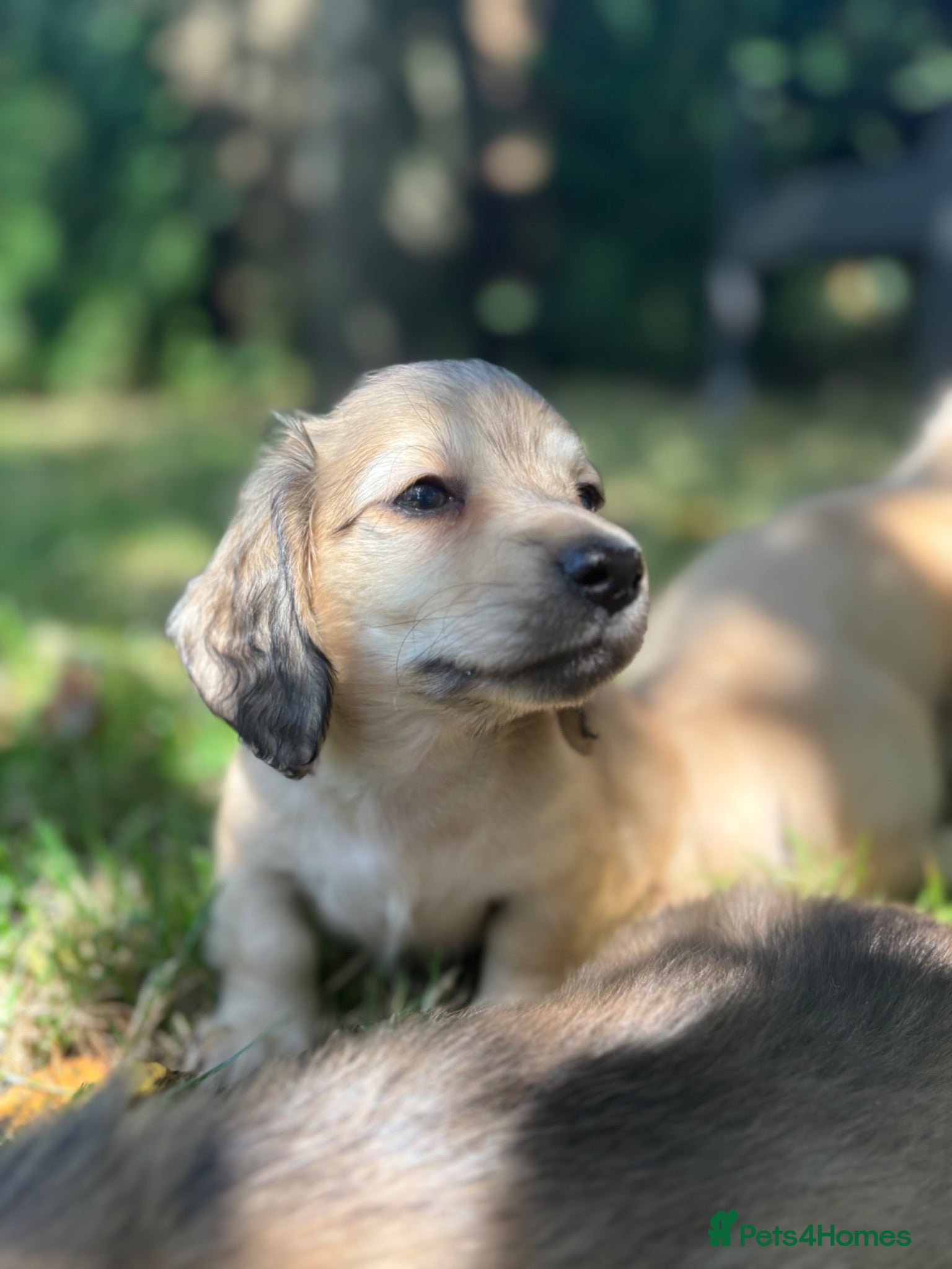 Miniature Dachshund dogs 🐶 Cream KC Miniature Long haired Dachshund  🐶  - Advert 2