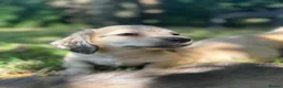 Miniature Dachshund dogs for sale: 🐶 Cream KC Miniature Long haired Dachshund  🐶  - Advert 20