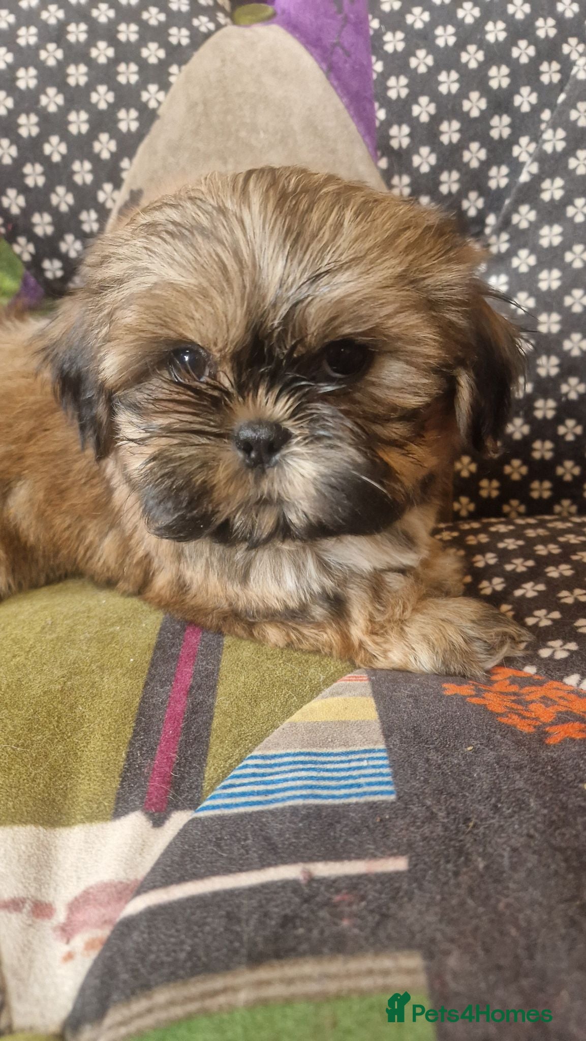 Shih Tzu dogs Shih-tzu pedigree puppies - Advert 1