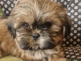 Shih Tzu dogs Shih-tzu pedigree puppies - Advert 1