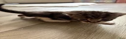 Mixed Breed cats for sale: 3 Kittens for sale  - Advert 5