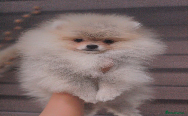Pomeranian dogs - Advert 9