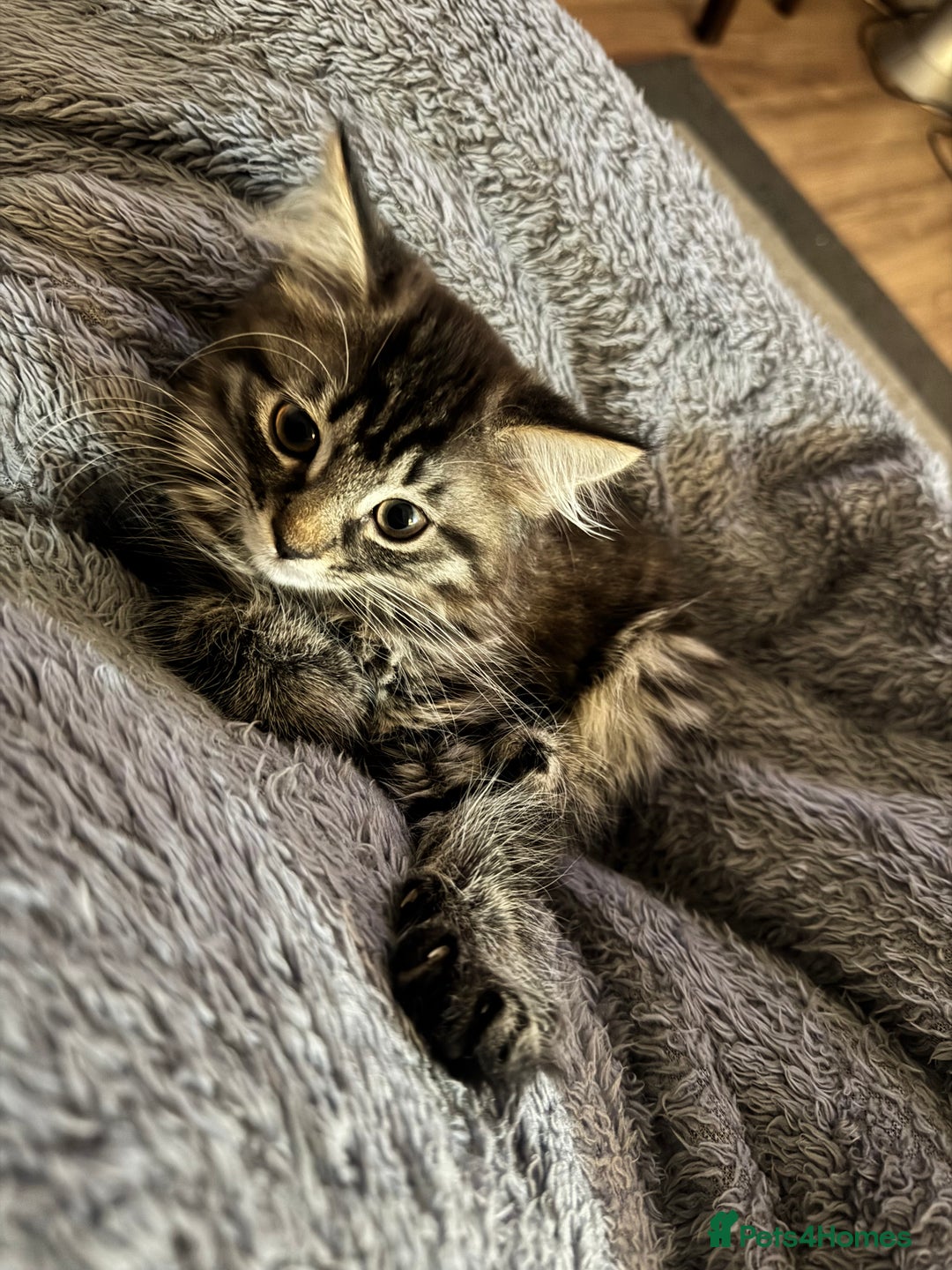 British Shorthair cats for sale: Male kitten  - Image 4