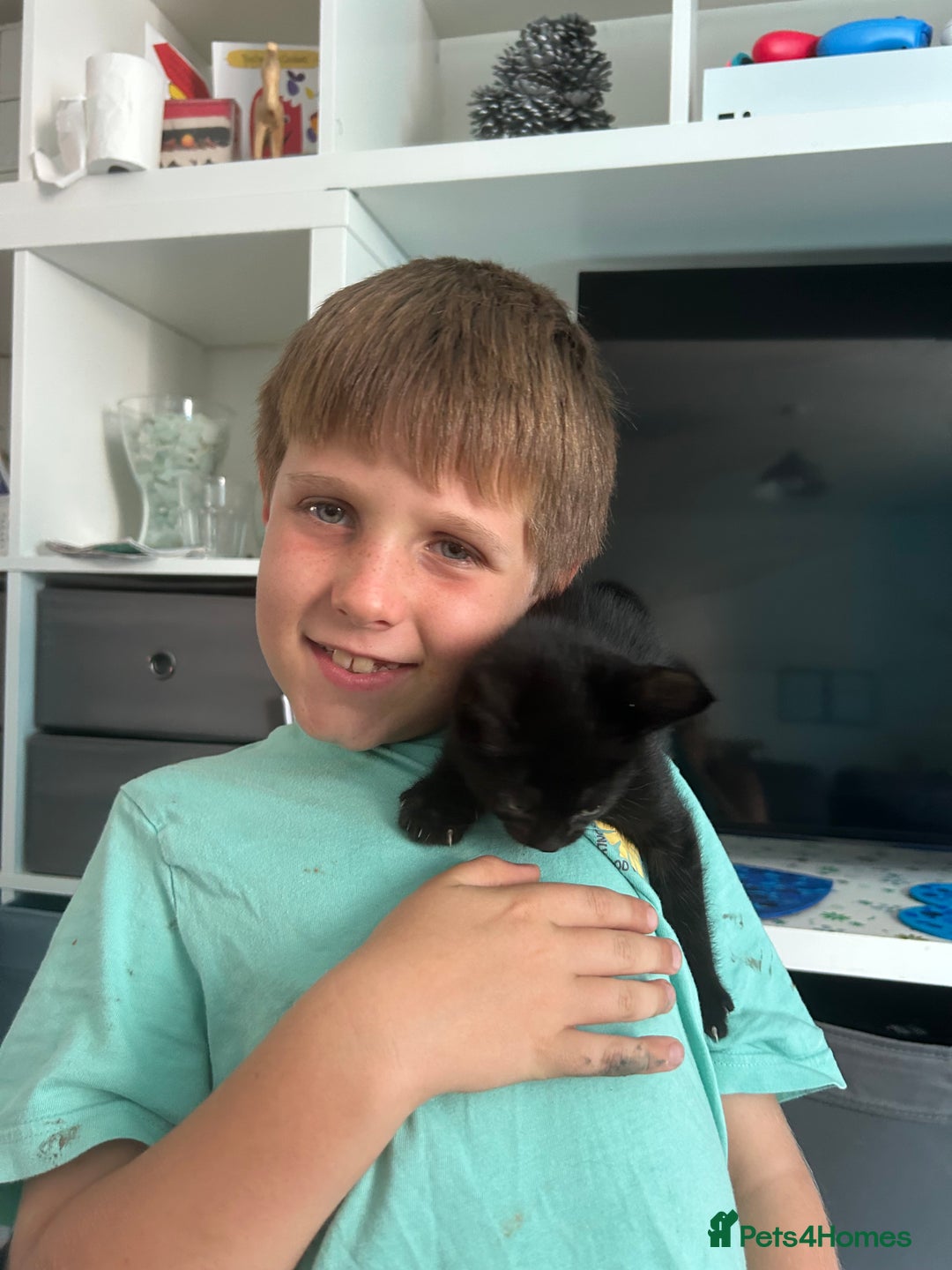 Domestic Shorthair cats for sale: Domestic longhair kittens - Image 3