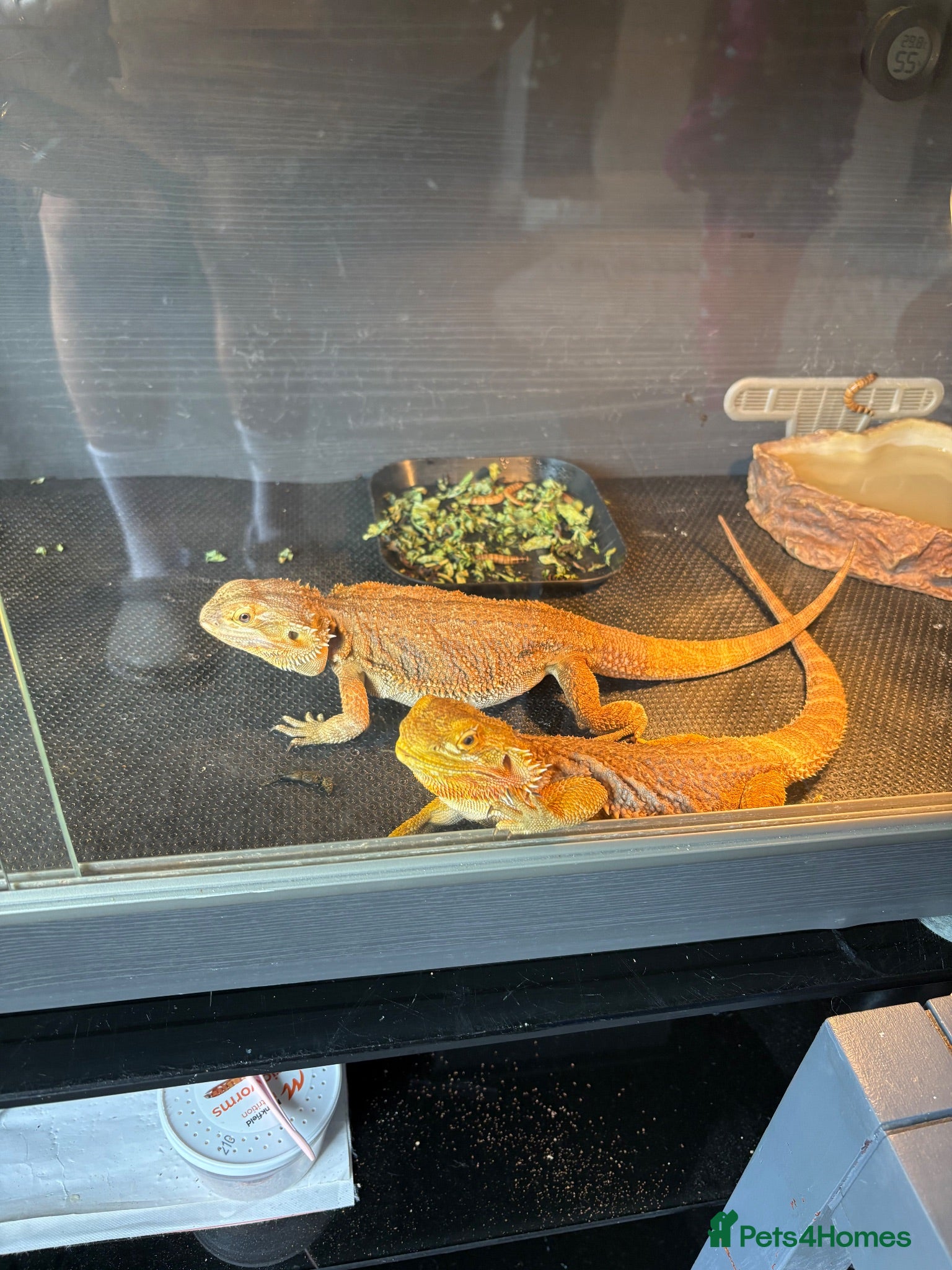 Bearded Dragon reptiles Bearded dragons - Advert 16