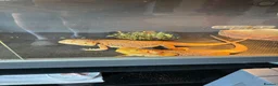 Bearded Dragon reptiles for sale: Bearded dragons - Advert 1