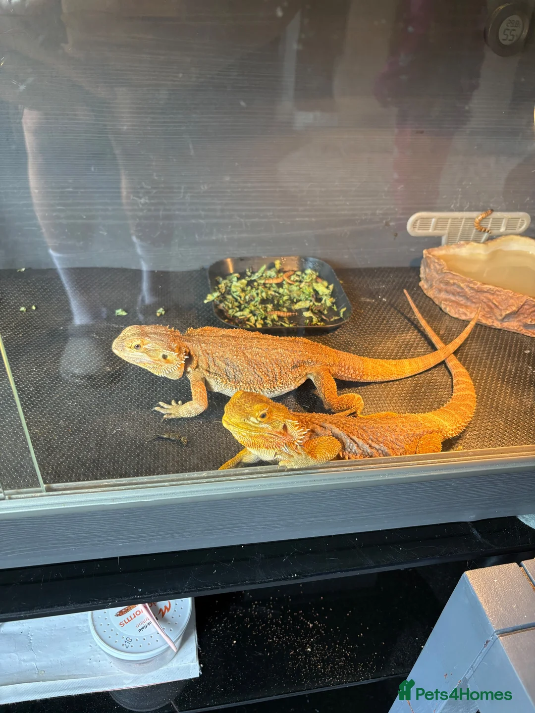 Bearded Dragon reptiles for sale: Bearded dragons - Advert 1