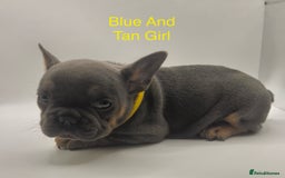 French Bulldog dogs for sale: 🏆KC Reg Blue French Bulldog Puppies – Fluffy - Image 5