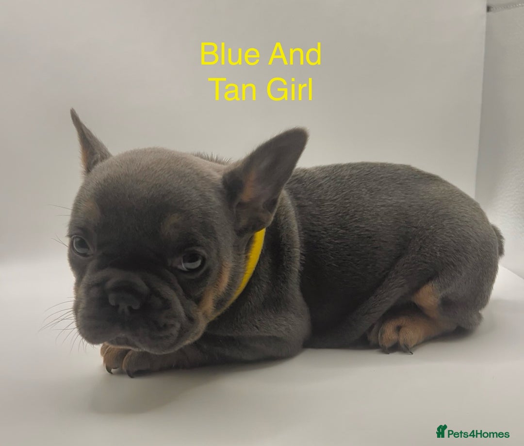 French Bulldog dogs for sale: 🏆KC Reg Blue French Bulldog Puppies – Fluffy - Image 5