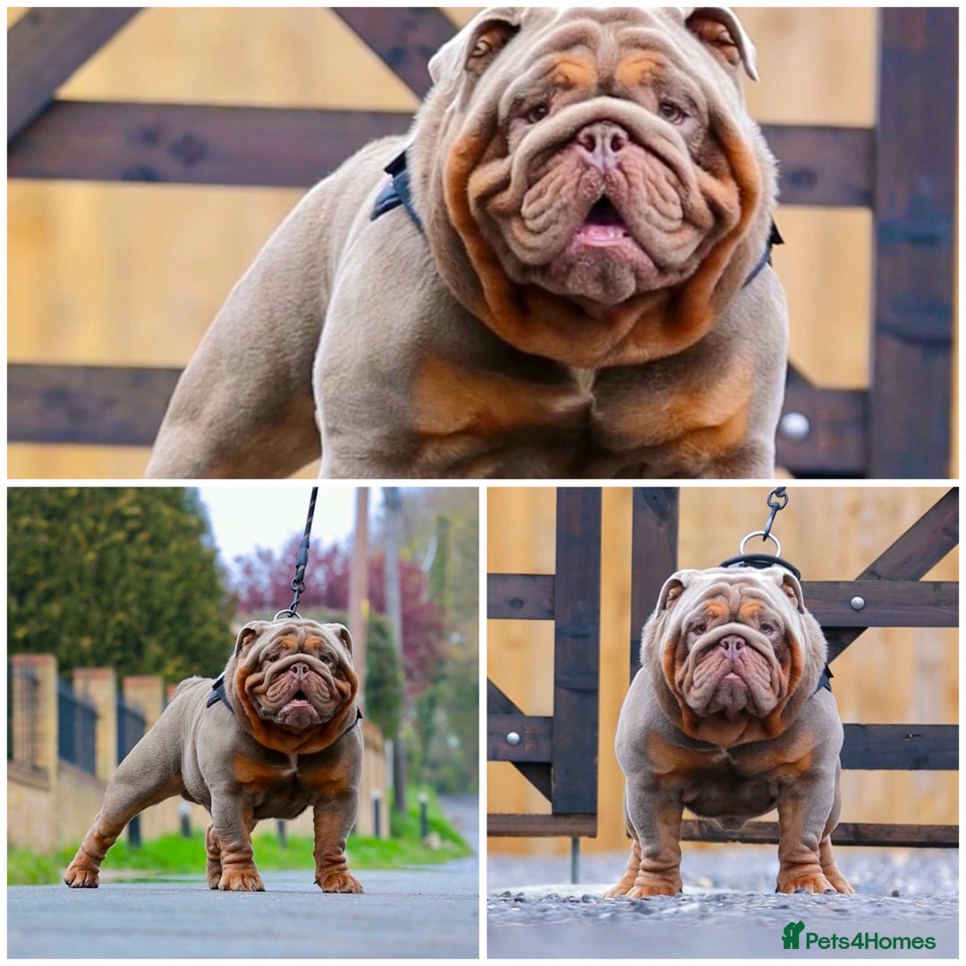 English Bulldog dogs for sale: A LITTER NOT TO BE MISSED 🔥 - Advert 2