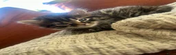Mixed Breed cats for sale: Stunning Maine cross for sale  - Advert 8