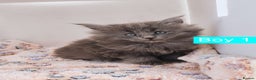 Maine Coon cats for sale: Blue Maine coon kittens + DNA health tested  - Advert 19