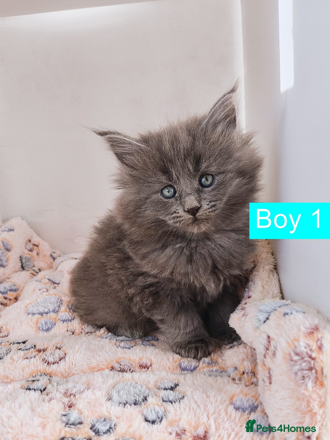 Maine Coon cats for sale: Blue Maine coon kittens + DNA health tested  - Advert 19