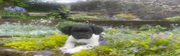 English Springer Spaniel dogs for sale: READY TO LEAVE NOW Springer Spaniel Dogpup - Advert 4