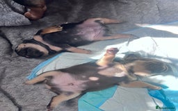 French Bulldog dogs for sale: 🐾 4 Beautiful French Bulldog Puppies 🐾 - Image 4