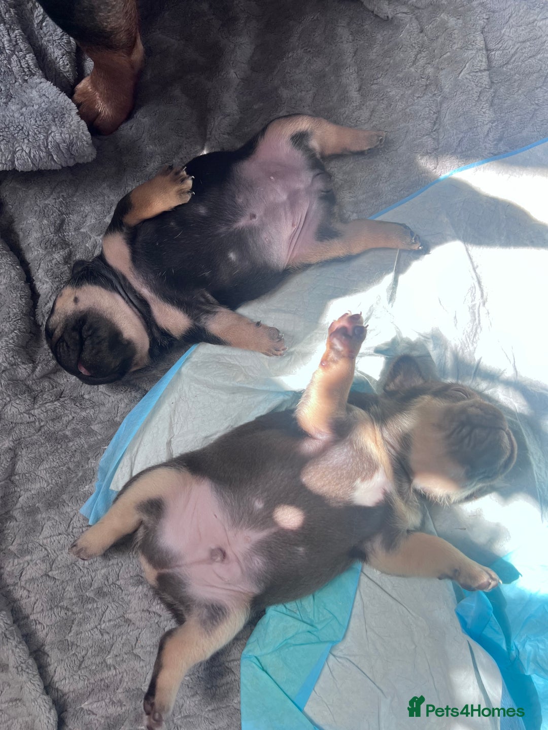 French Bulldog dogs for sale: 🐾 4 Beautiful French Bulldog Puppies 🐾 - Image 4