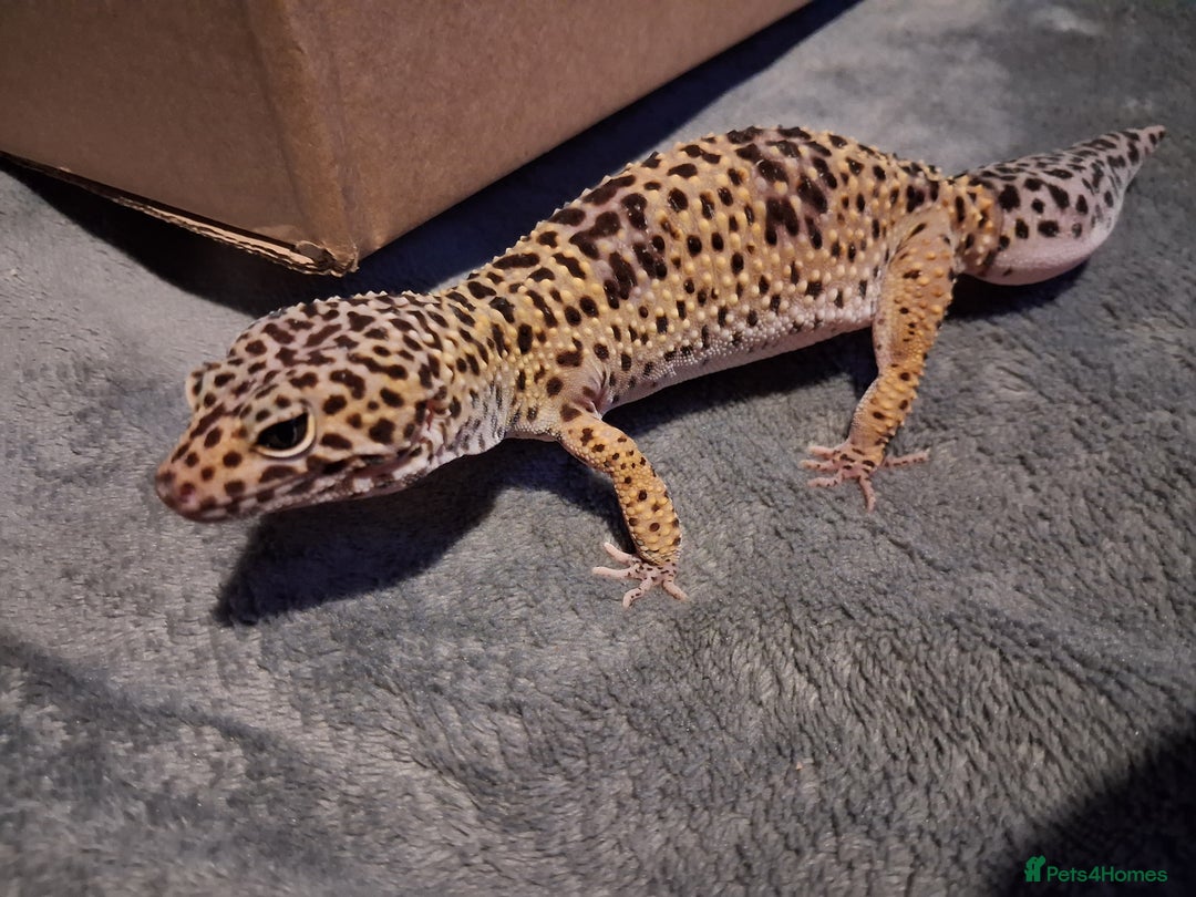 Leopard Gecko reptiles for sale: £20 Leopard geckos - Advert 10