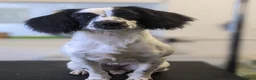 Sprocker dogs for sale: Sprocker Spaniel Puppies For Sale  - Advert 10