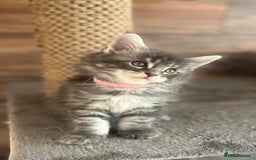 Maine Coon cats for sale: First Litter 6 Pure Maine Coon Kittens - Image 24